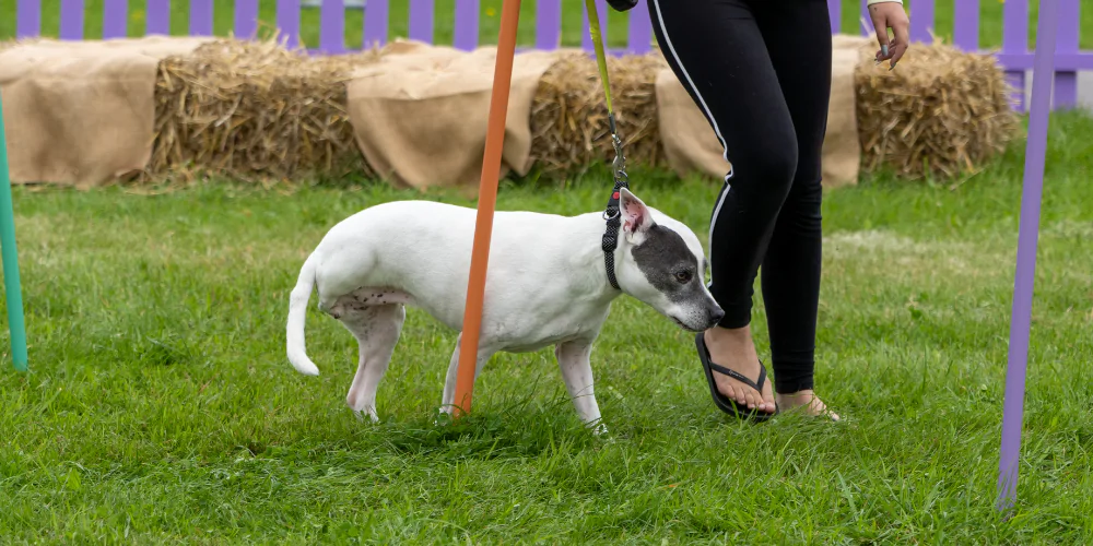 A picture of Lola competing in The Petsure Games