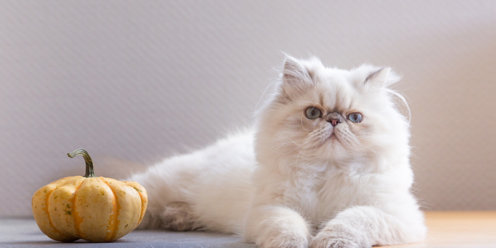 A picture of a silver Persian cat sat next to a pumpkin