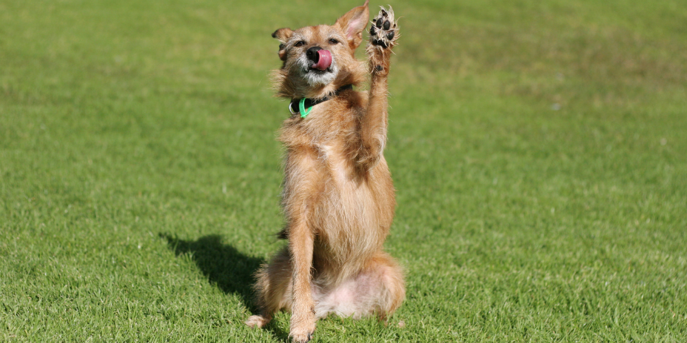 A picture of a terrier with its tongue out giving a high paw