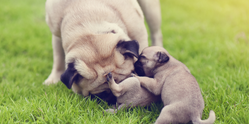 A picture of a Pug playing in the garden with her puppies