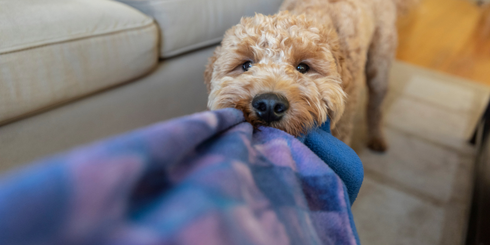 A picture of a Goldendoodle playing tug of war with a blanket