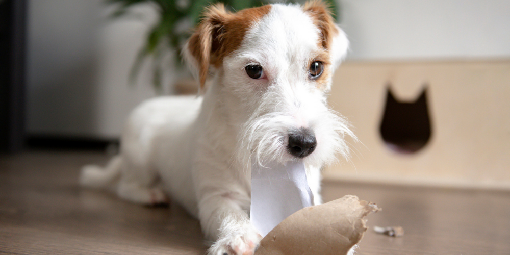 A picture of a Jack Russell Terrier lying on the ground and chewing a toilet roll