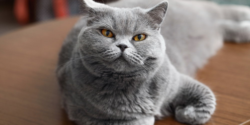 A picture of a grey British Shorthair with orange eyes lying on a table