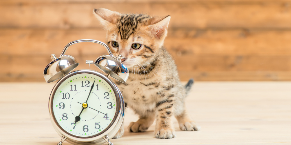 A picture of a tabby kitten staring at a retro alarm clock