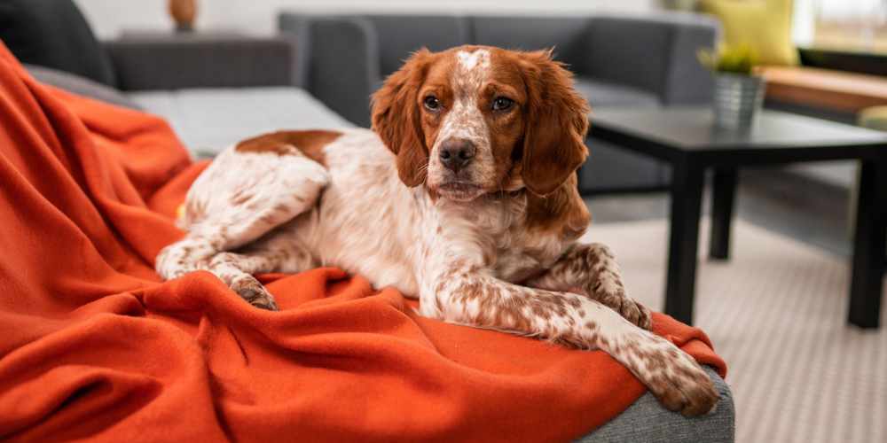 A picture of a tan Spaniel lying on an orange blanket