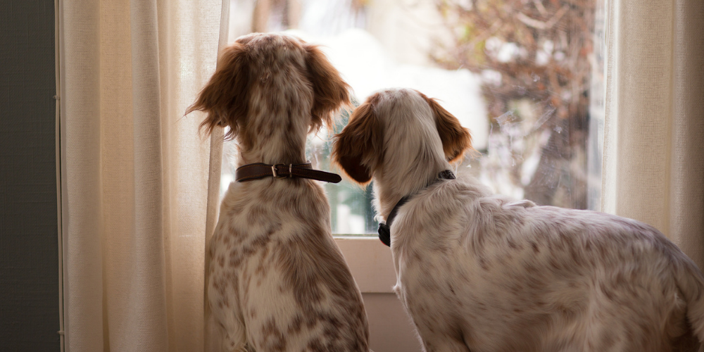 A picture of two Spaniels looking out of a window