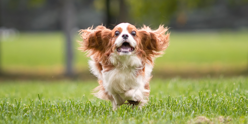 A picture of a Cavalier King Charles Spaniel running with a funny expression