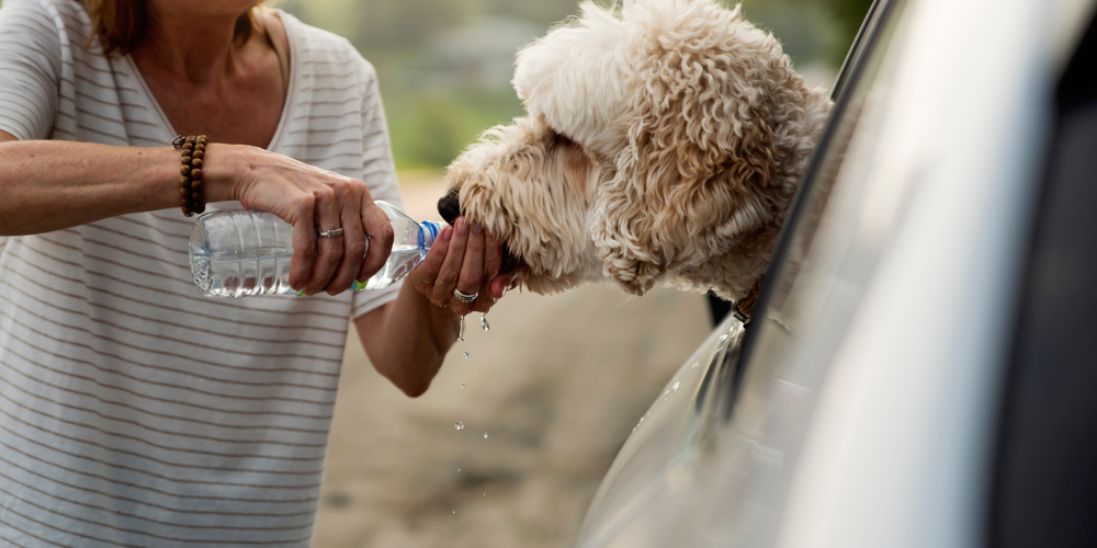 A picture of a Goldendoodle being given water while inside a car