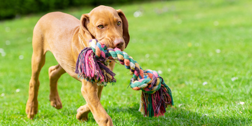 A picture of a Hungarian Vizla puppy outside carrying a rope toy