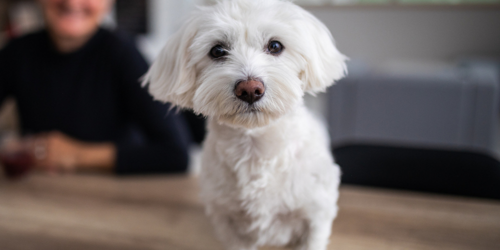 A picture of an older Maltese dog looking into the camera with its owner in the background