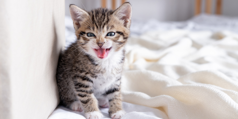 A picture of a tabby kitten meowing at the camera