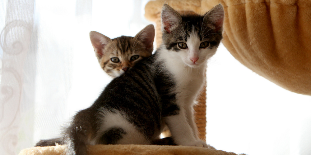 A picture of two Shorthair kittens sat on a cat tower while looking intently into the camera