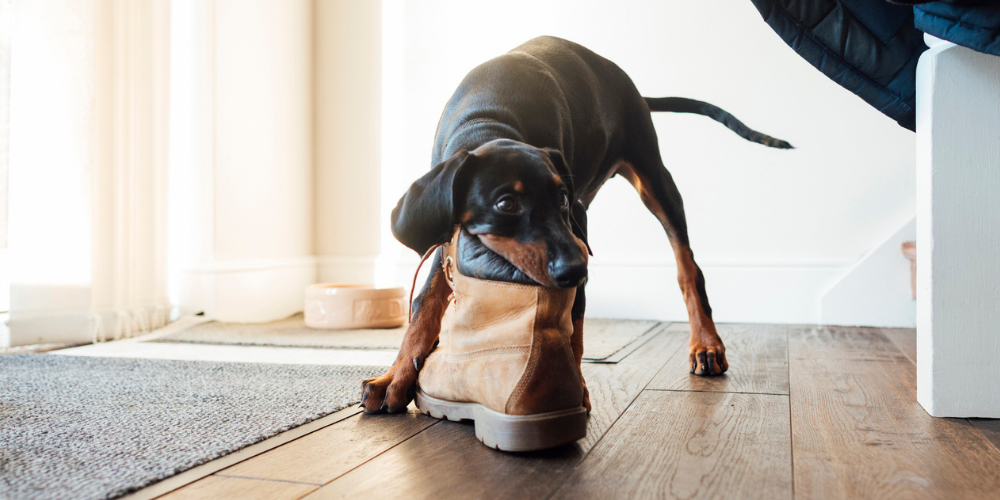 A picture of a Doberman puppy chewing a boot