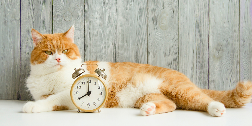 A picture of a ginger and white cat lying behind a clock