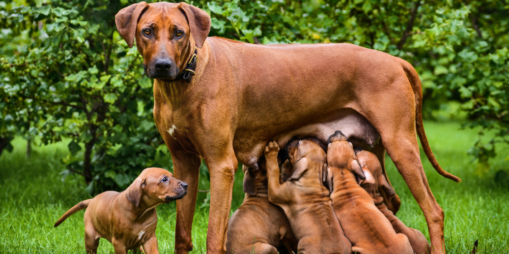 A picture of a large dog feeding her puppies