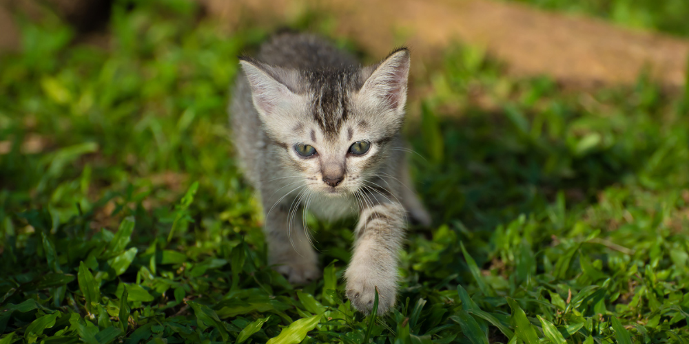A picture of a grey kitten on the prowl in the garden