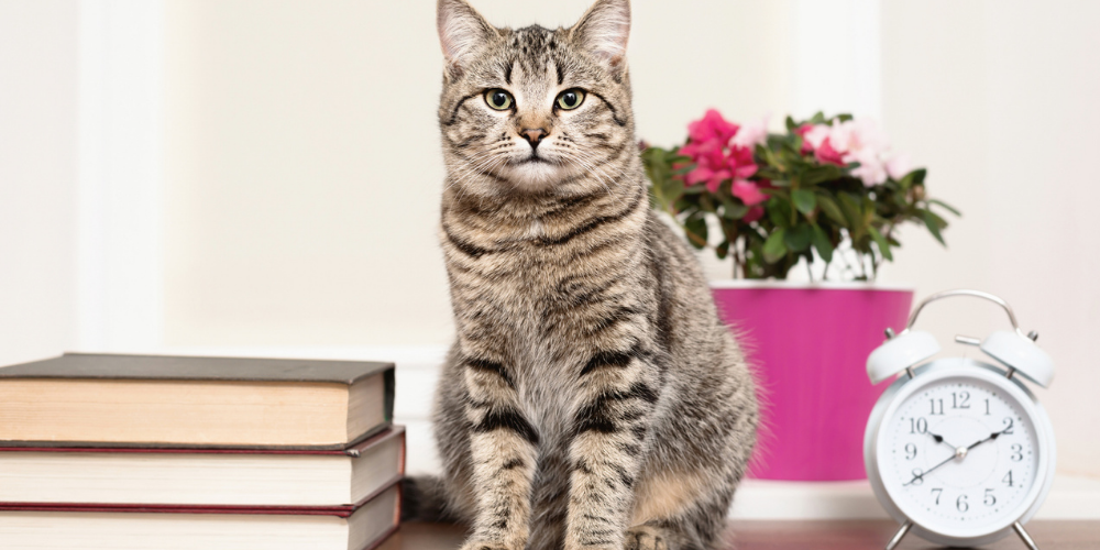 A picture of a tabby cat sat between a clock and a set of books