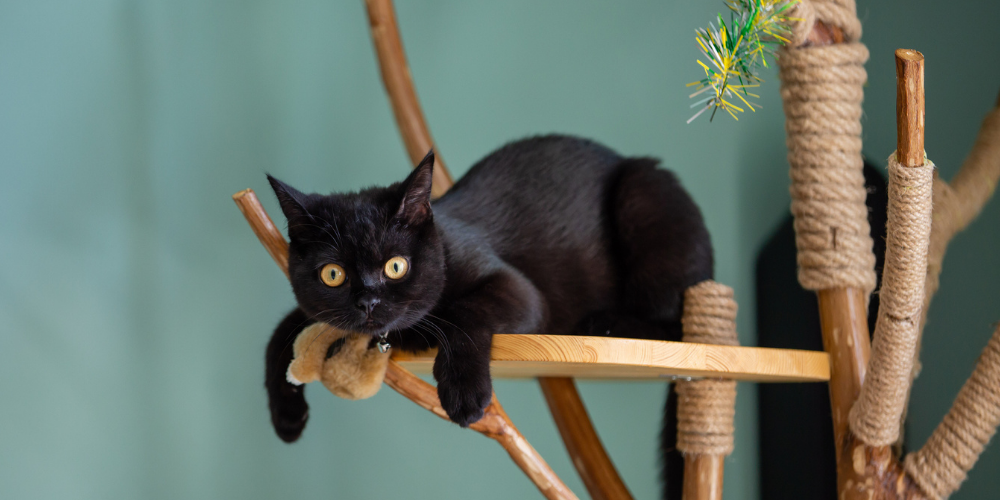 A picture of a black kitten lying on a cat tree