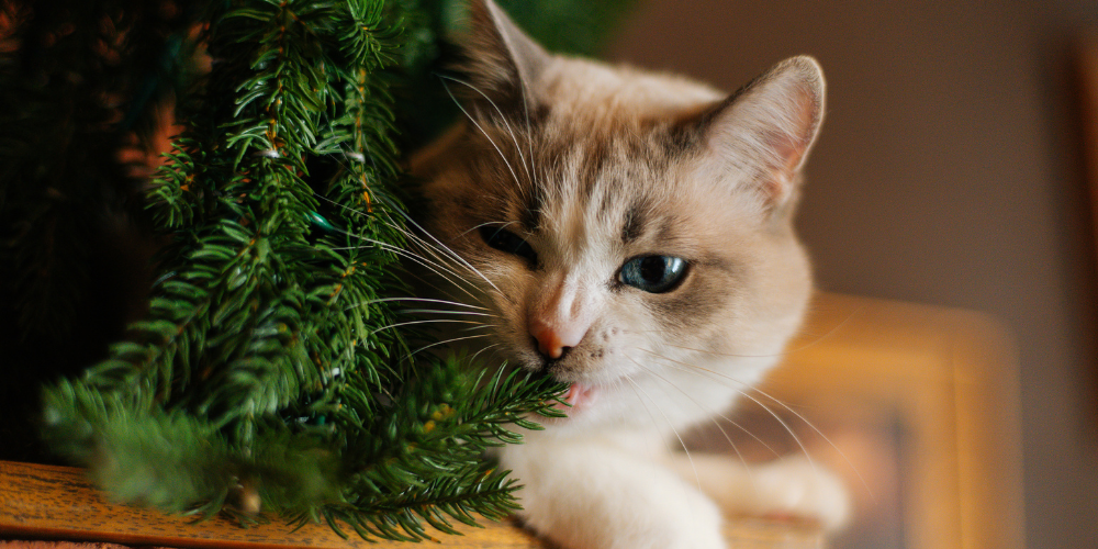 A picture of a ginger and white cat chewing on a Christmas tree branch