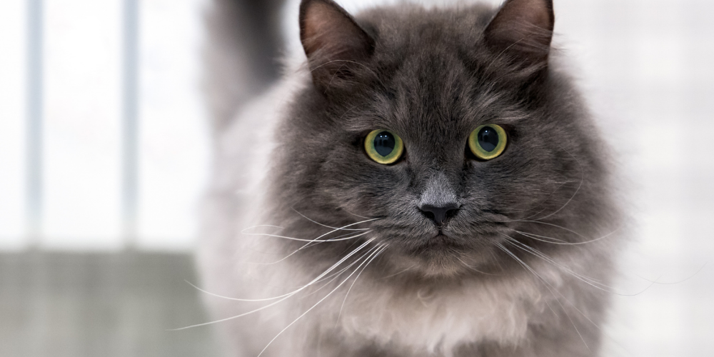 A picture of a long haired grey cat with green eyes staring into the camera