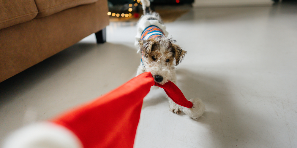 A picture of a Terrier wearing a jumper playing tug of war with a Santa hat