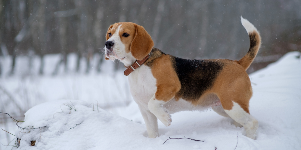 A picture of a Beagle stood in a snowy wood, looking off into the distance