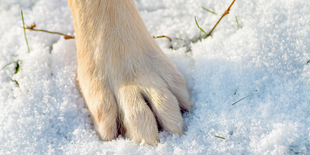 A close up picture of a golden dog paw resting on snowy ground
