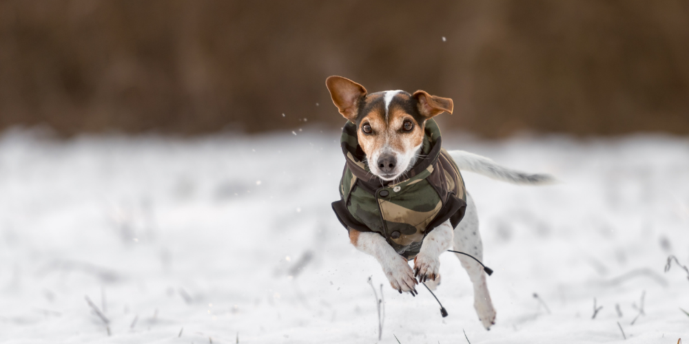 A picture of a Jack Russell Terrier wearing a camo dog coat, running across a field full of snow