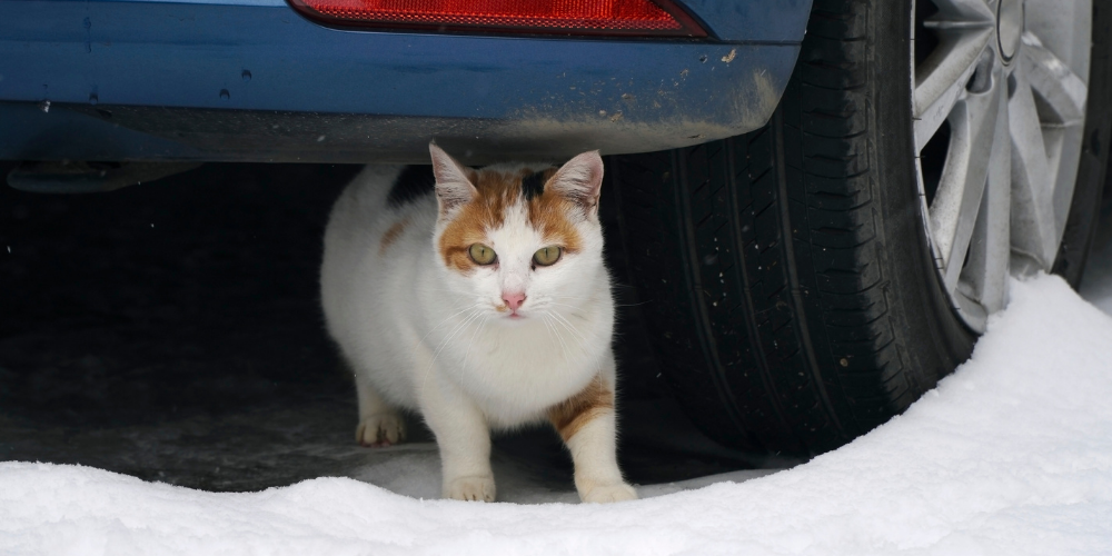 A picture of a white and tan Shorthair cat sat underneath a stationary car, surrounded by snow