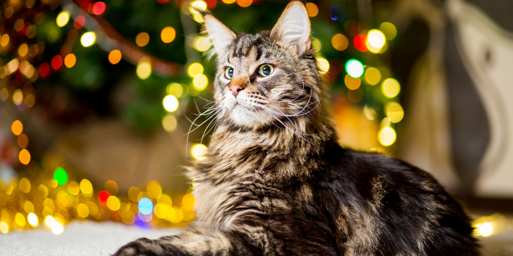 A picture of an adult Maine Coon cat lying in front of a Christmas tree