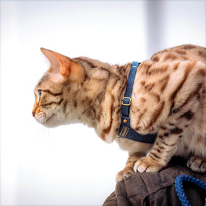 A picture of Supakit Vegan Cork Cat Harness
