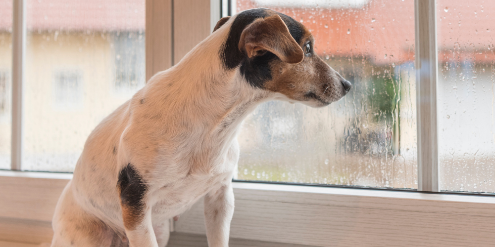 A picture of a Jack Russell Terrier sat on a windowsill, looking out the window at heavy rain