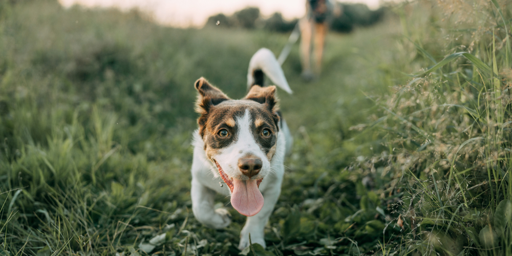 A picture of a mixed breed dog being lead walked in a field with the owner blurred in the background