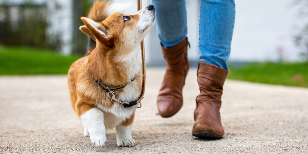 A picture of a Corgi puppy looking up at its owner as it is being lead trained