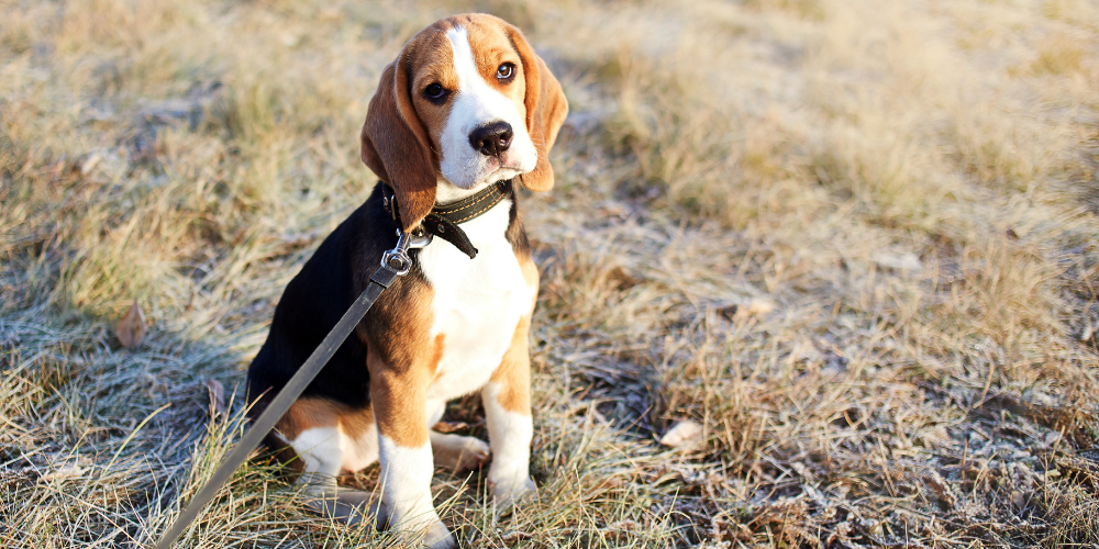 A picture of a Beagle puppy sat in a field wearing a collar and lead