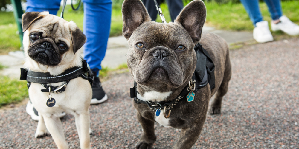 A picture of a Pug and a French Bulldog being walked on leads