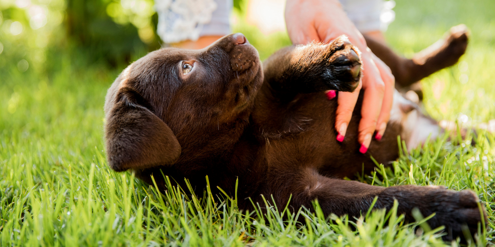 A picture of a Labrador puppy lying on the grass with its belly being stroked by its owner