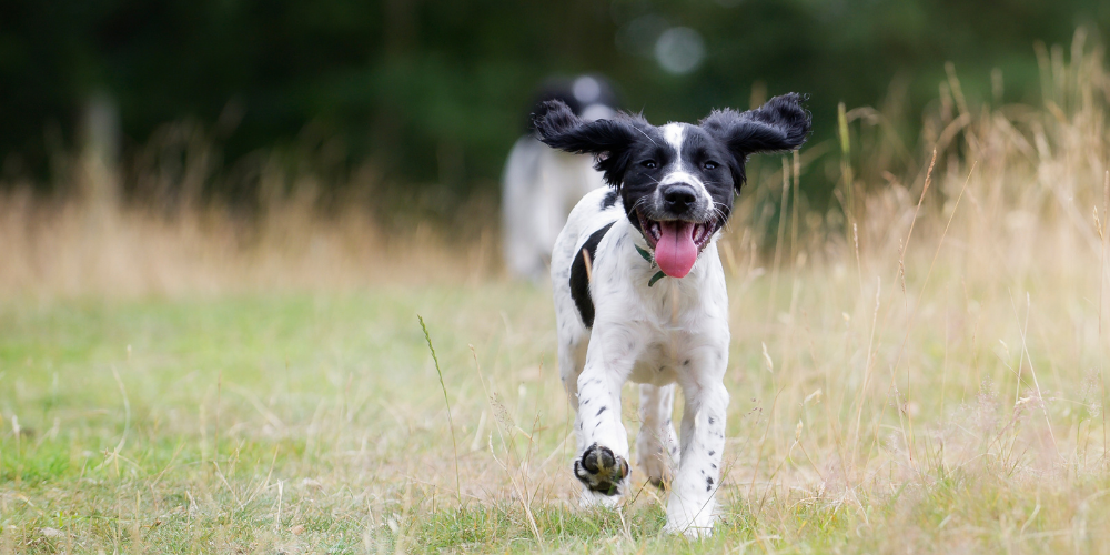 A picture of a Spaniel puppy running through a field after being recalled by its owner