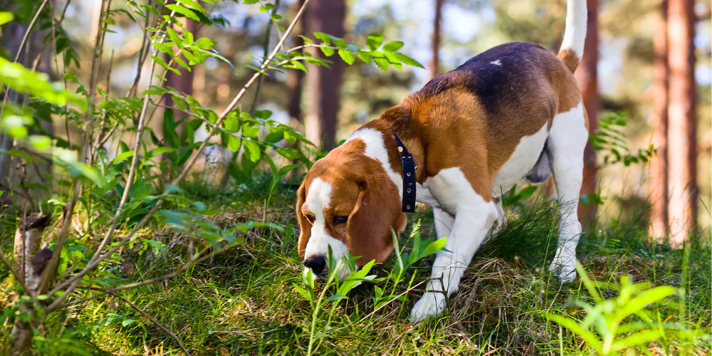 A picture of a Beagle exploring a new area of the woods