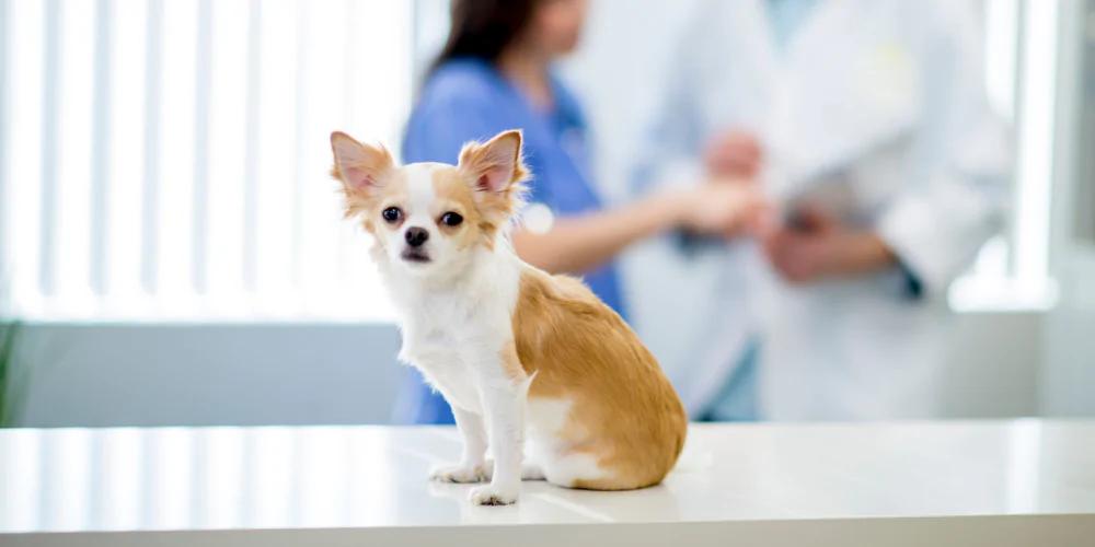 A picture of a Chihuahua puppy waiting for vaccinations