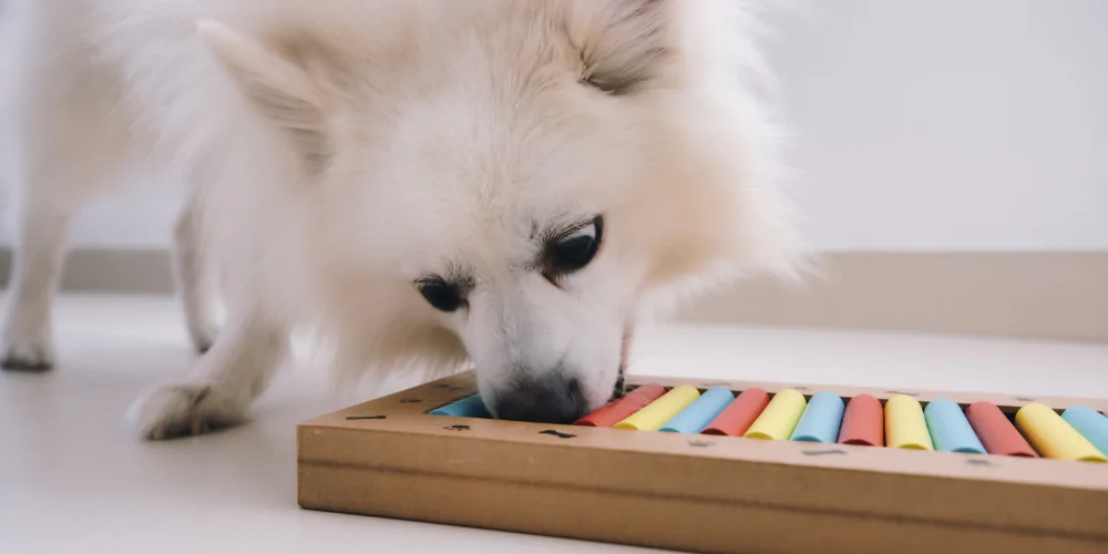 A picture of a white fluffy dog looking for treats in a puzzle