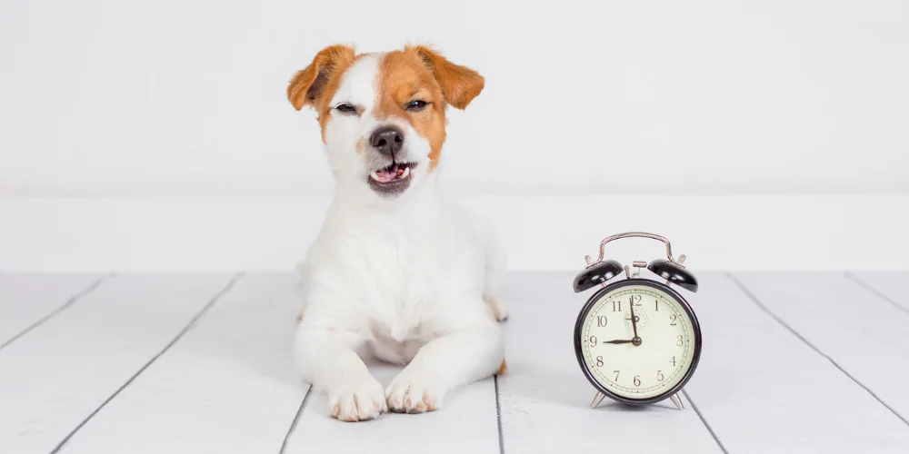 A picture of a white and tan puppy with a clock