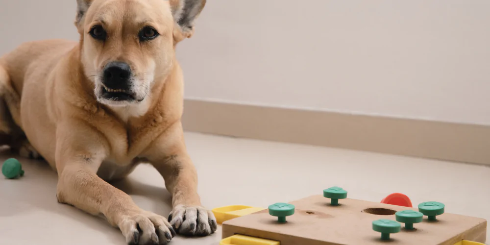 A picture of a crossbreed dog with a canine puzzle toy