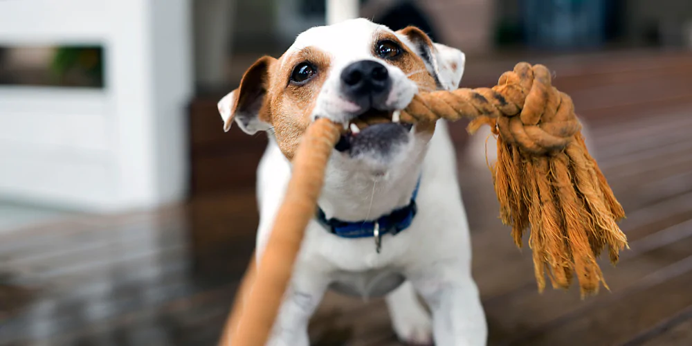 A picture of a Fox Terrier playing tug of war