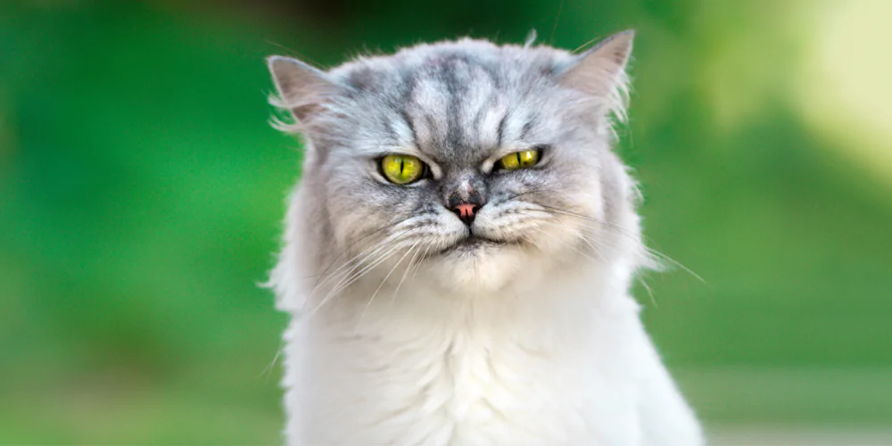 A picture of a grumpy white and grey cat