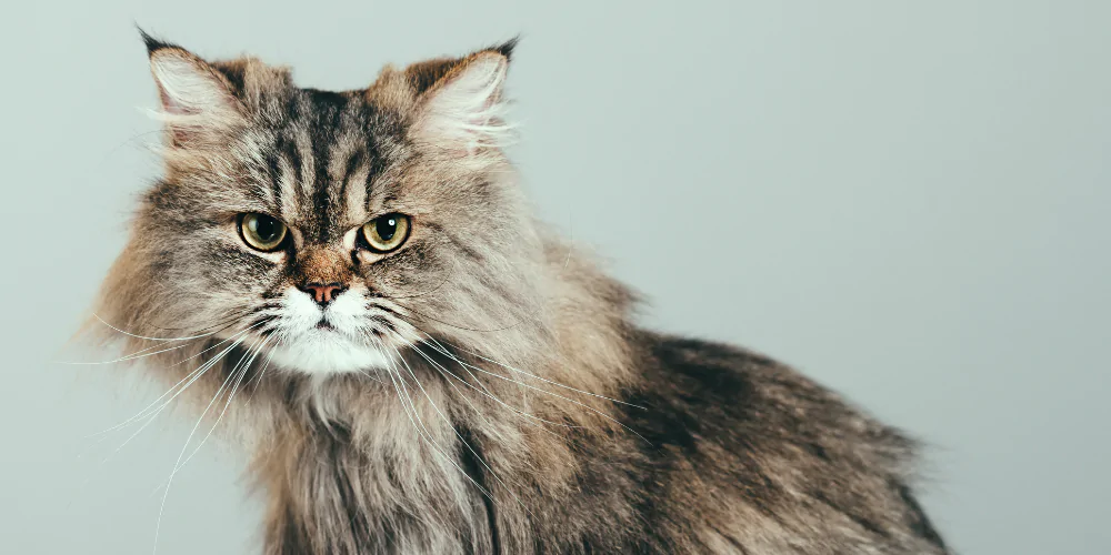 A picture of a hypoallergenic long-haired cat