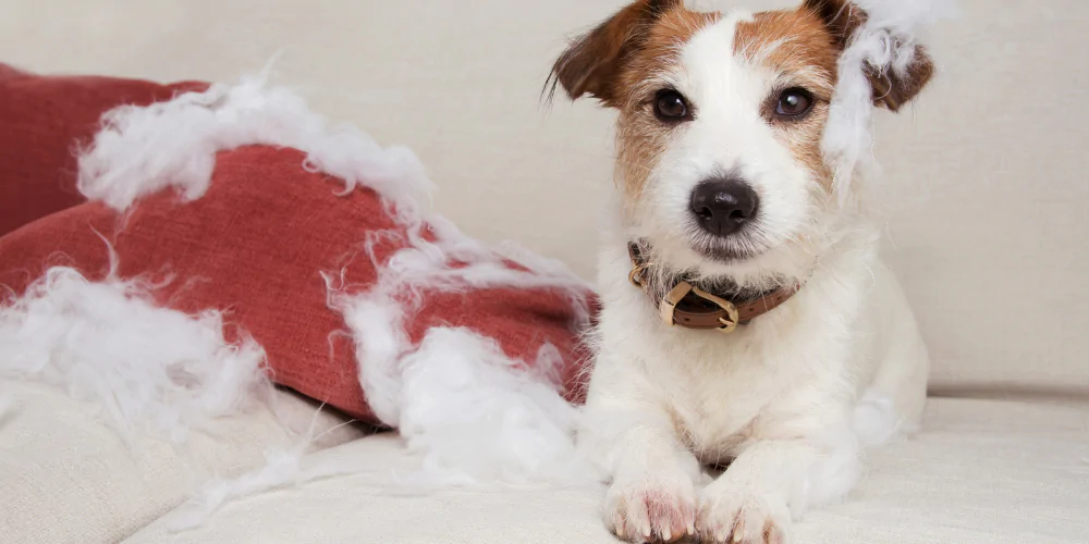 A picture of a Jack Russell Terrier with a destroyed blanket