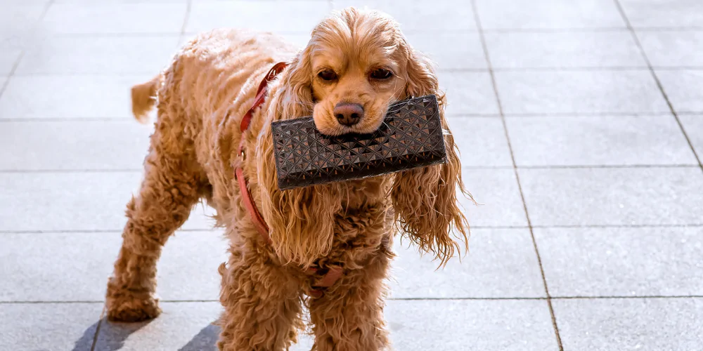 A picture of a spaniel with a purse in its mouth