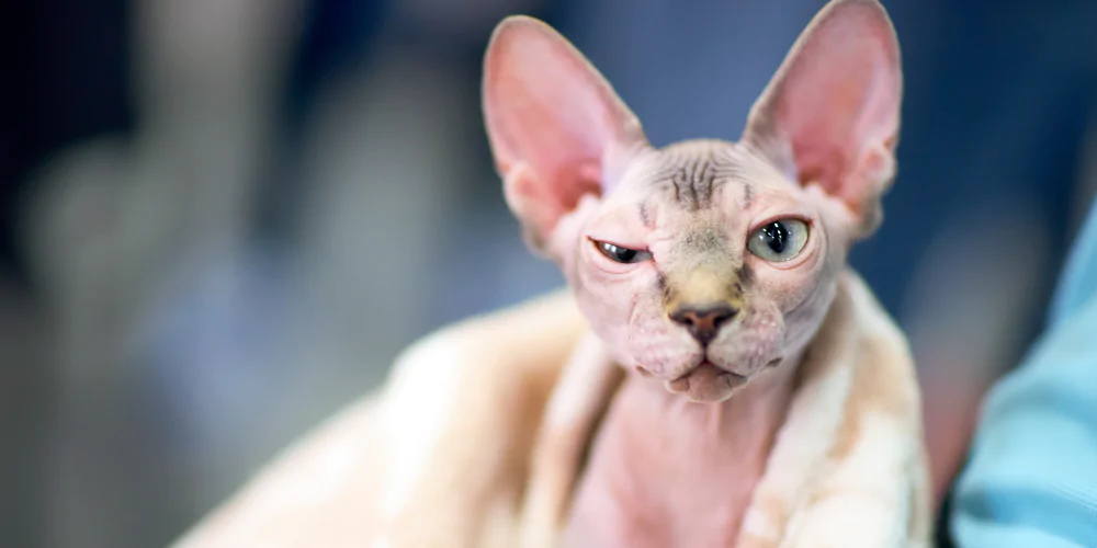 A picture of a hypoallergenic Sphynx cat