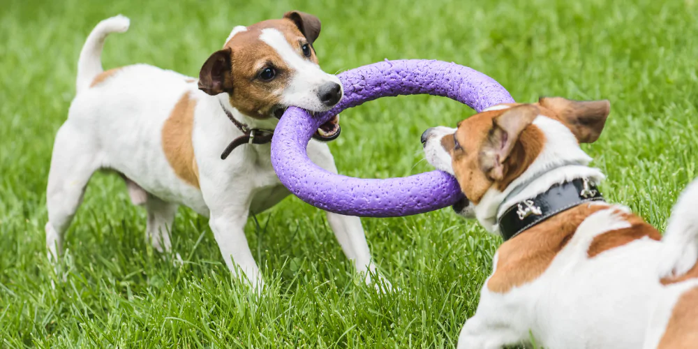 A picture of two Terriers playing tug of war with a foam hoop